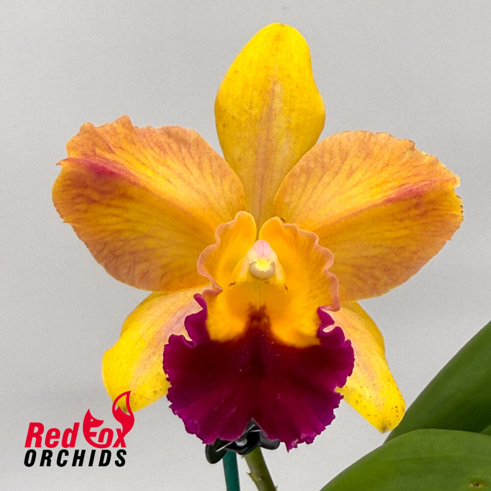 Rhyncattleanthe Topaz Lovely Dancer X Rth. Topaz Belle