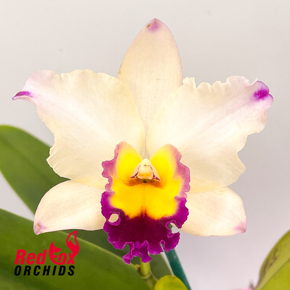 Cattleya Melody Fair X Rlc. Little Toshie 'H&R'