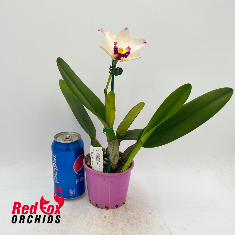 Cattleya Melody Fair X Rlc. Little Toshie 'H&R'