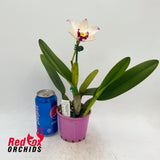 Cattleya Melody Fair X Rlc. Little Toshie 'H&R'