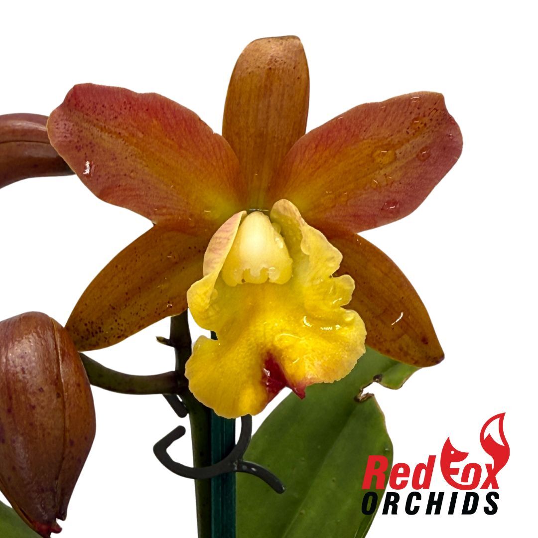 Cattleya Jungle Hotspot X Rth. (Pokai Tangerine X Susan Holcombe)