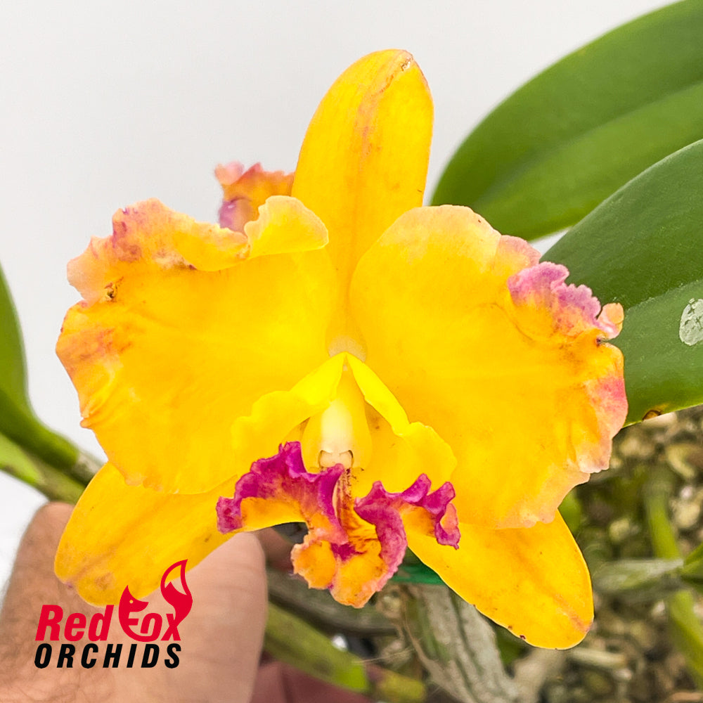 Cattleya Memoria Ralph Yagi X Ctt. Aussie Sunset