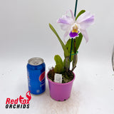 Cattleya Shinjik