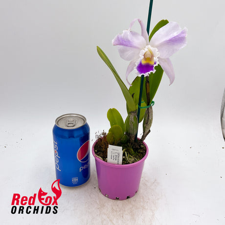 Cattleya Shinjik