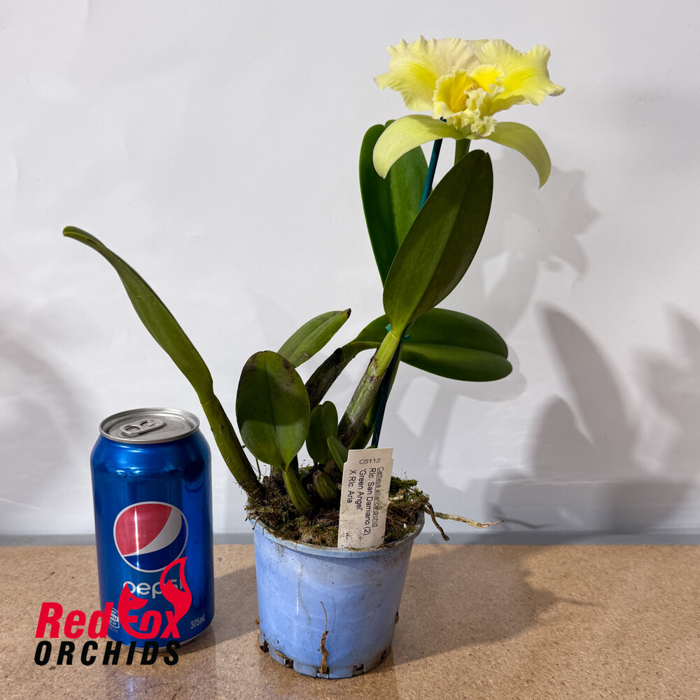 Rhyncattleanthe Topaz Suitor