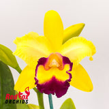 Rhyncholaeliocattleya Princely X Ctt. Topaz Vivid 'Luscious Aussie'