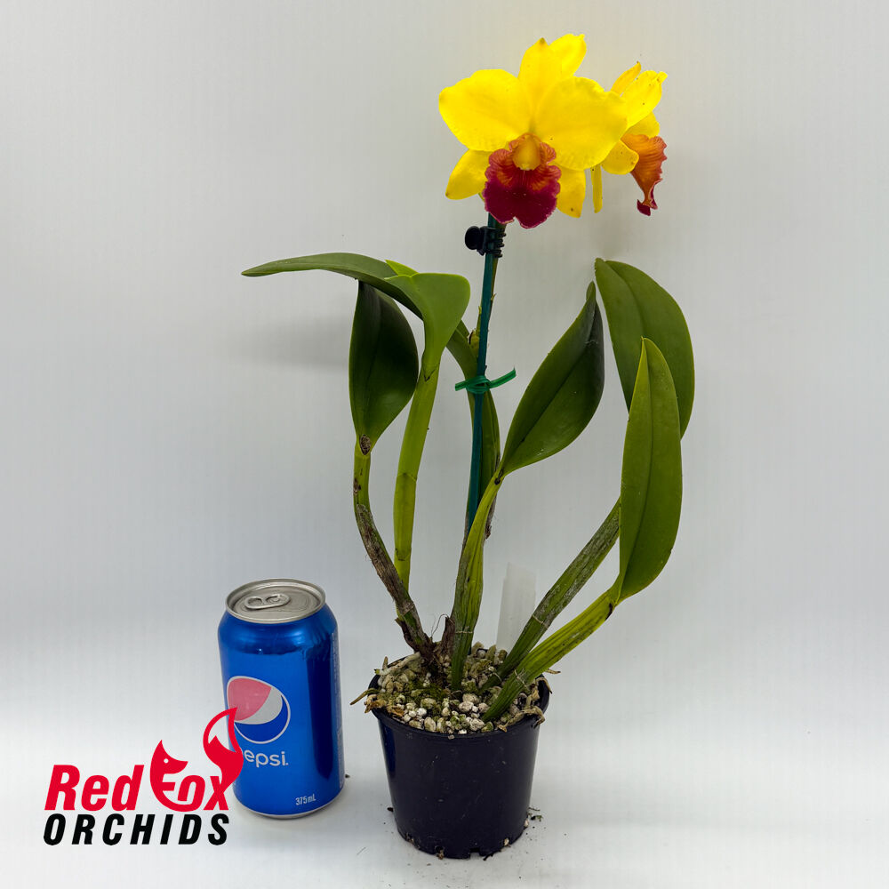 Cattlianthe Varut Startrack X Rlc. (Toshie Flare X Glenn Maidment)