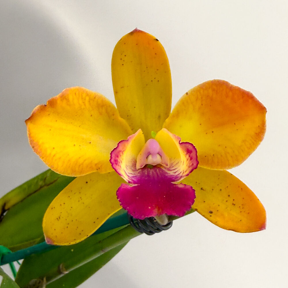 Cattlianthe Deception Drop (4n) 'Red Topaz' X Rth. Netrasiri Starbright