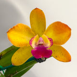 Cattlianthe Deception Drop (4n) 'Red Topaz' X Rth. Netrasiri Starbright