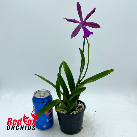 Catyclia Cordimay