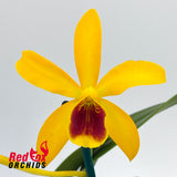 Guaricyclia Atomic Kyoguchi X C. luteola