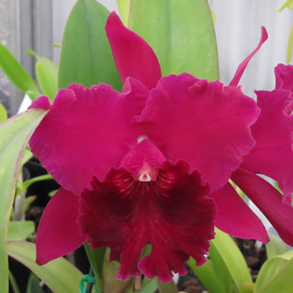 Brassolaeliocattleya Burdekin Storm 'Midnight'