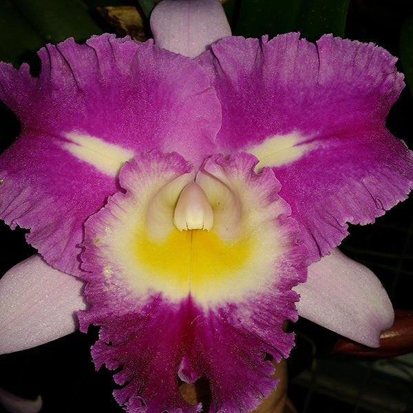 Rhyncholaeliocattleya Deception Royal Song 'Topaz Fully Loaded'