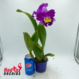 Rhyncholaeliocattleya Deception Royal Song 'Topaz Fully Loaded'