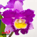 Rhyncholaeliocattleya Deception Royal Song 'Topaz Fully Loaded'