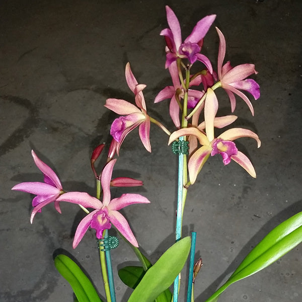 Brassocatanthe Topaz Painter 'Palete'