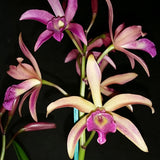 Brassocatanthe Topaz Painter 'Palete'
