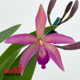 Brassocatanthe Topaz Painter 'Palete'