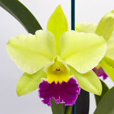 Rhyncholaeliocattleya Greenwich 'Peloric' X Rlc. (Toshie Flare X Roy Maidment)