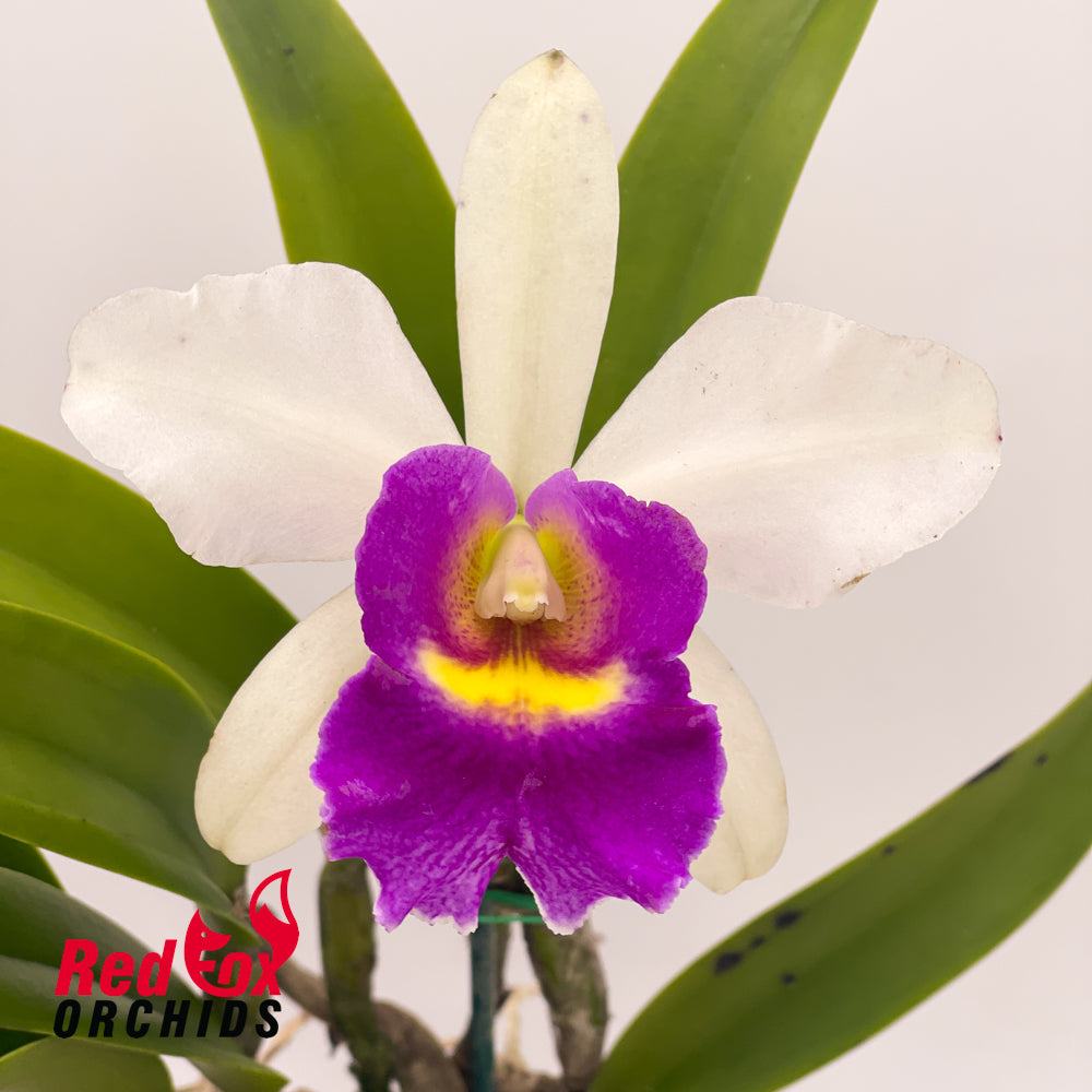 Brassocattleya Hawaii Stars X Rlc. Aussie Sunray T'nt