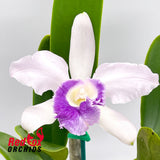 Cattleya C. G. Roebling 'Blue Indigo' X C. intermedia coerulea (4n) 'Big & Fat'
