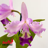 Cattlianthe Aussie Sunset 'Cosmic Fire' X C. intermedia vinicolor (H&R)