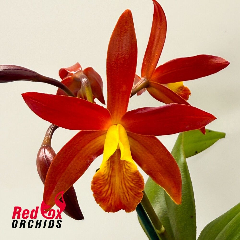 Cattlianthe Trick or Treat 'Jaffa' X C. (tigrina X Topaz Lullaby 'Bold & Spotty')