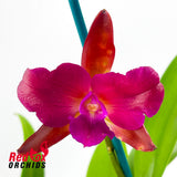 Cattlianthe Superstar X C. tigrina 'Topaz 2'