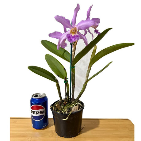 Encyclia (Bees' Knees X tampensis alba) X C. maxima