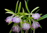 Brassocattleya Binosa