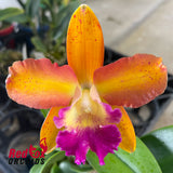 Cattlianthe Topaz Saucy