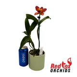 Rhyncholaelia Deception Variable X Ctt. Deception Drop (4n)
