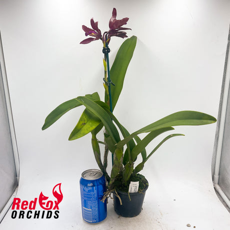 Cattlianthe Susan Holcombe X L. undulata (No3 Kuranda)