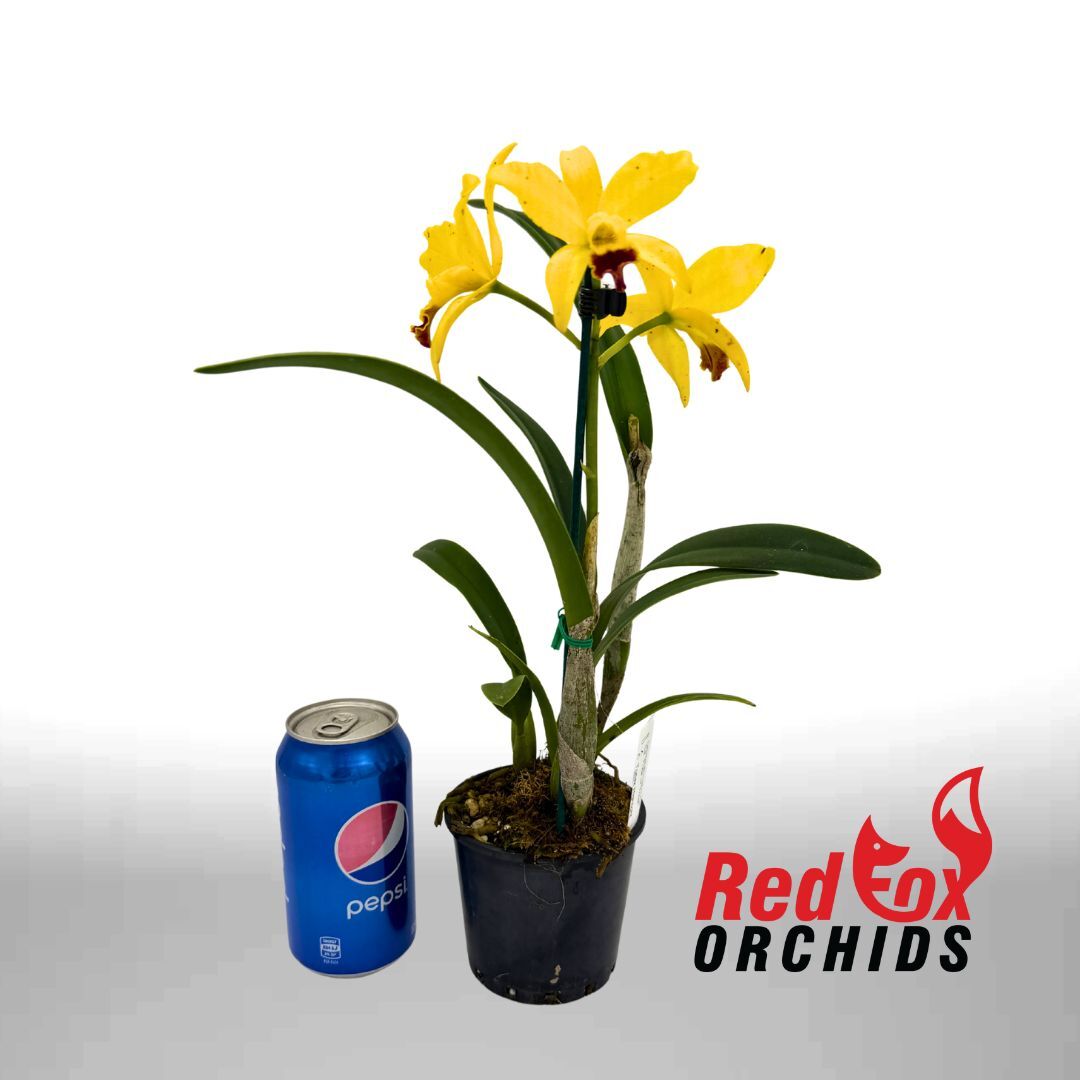 Cattlianthe Trick or Treat X C. Topaz Highlight