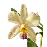 Cattlianthe Hawaiian Starbright 'Gretta' X Cattleya Elizabeth Calov 'Jessica'