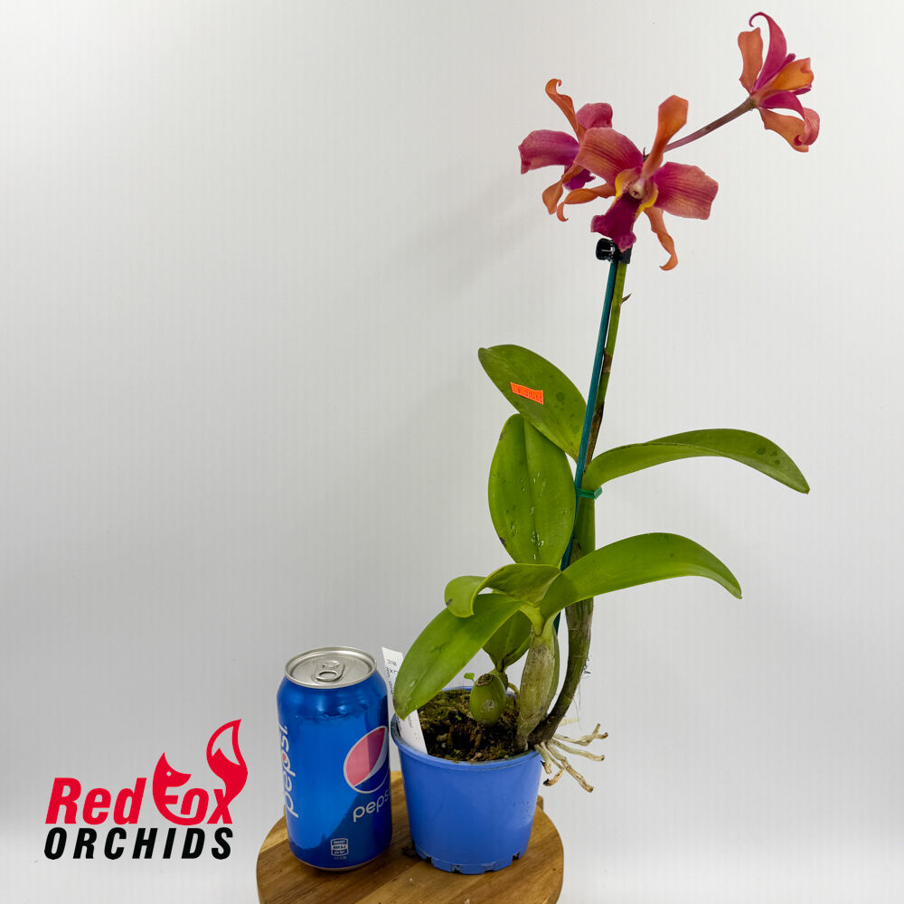 Laelia (Schom.) undulata (No. 3 Kuranda) X Rth. Qing Ming Beauty