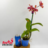 Laelia (Schom.) undulata (No. 3 Kuranda) X Rth. Qing Ming Beauty