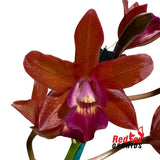 Cattlianthe Highland Bauble X L. (Schom.) undulata (No3 Kuranda)