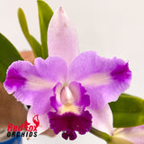 Cattleya Mari's Song X C. (Horace X briegeri)