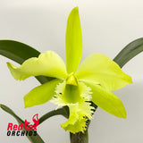 Rhyncholaeliocattleya (Greenwich X purpurata) X Rl. digbyana