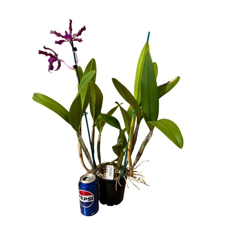 Cattleya Victoria-Regina  X Laeliocattleya undulata (Kuranda No3)