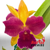 Bct. (Topaz Blossum X Aussie Sunset)  X Rlc. Deception Diamond