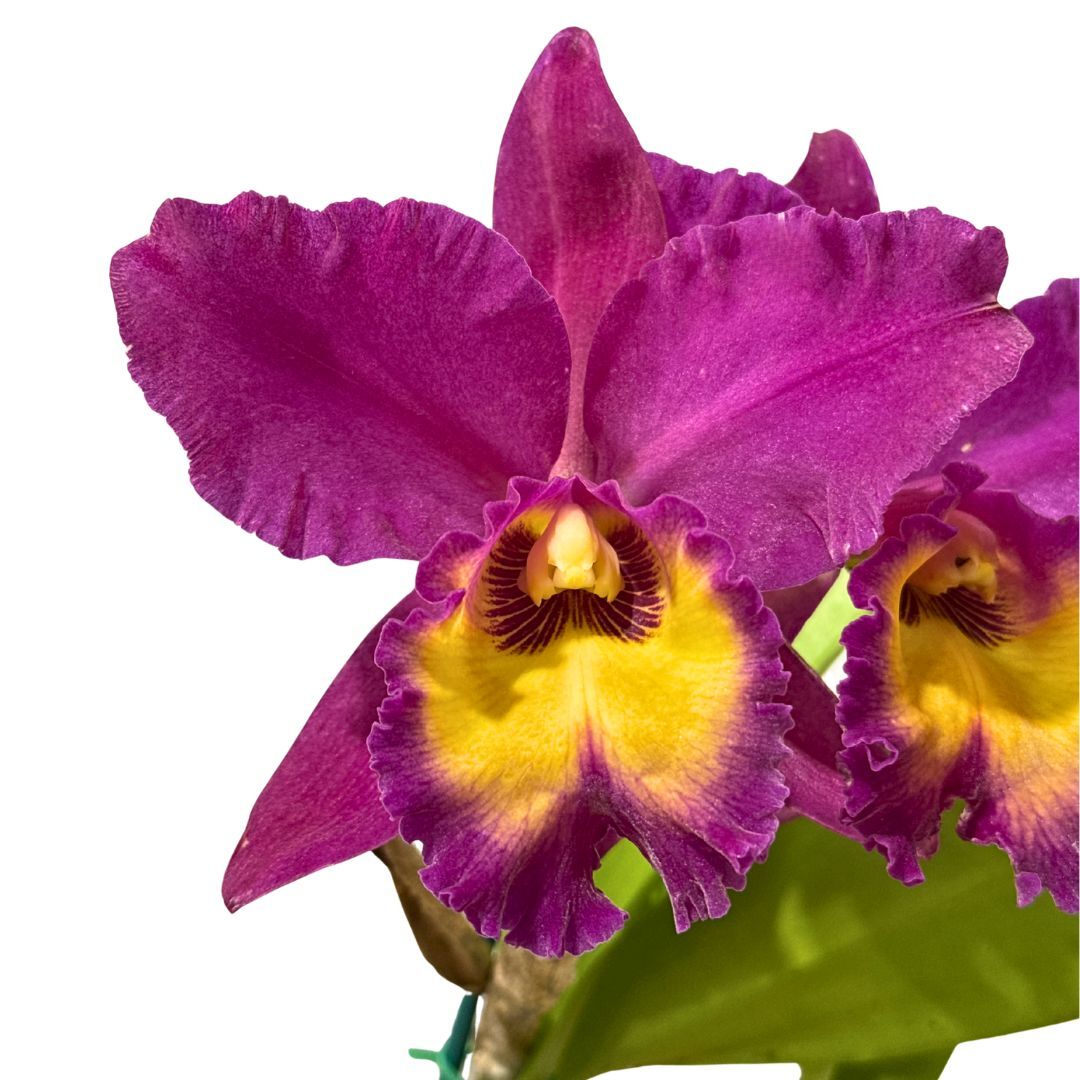 Rhyncholaeliocattleya Sebastian Scalia X UNKNOWN