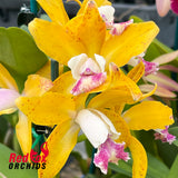 Cattleya Topaz Pennymezzy 'Freckles'