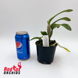 Cattlianthe Deception Drop 'Topaz Admiral'
