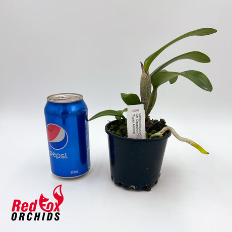 Cattlianthe Deception Drop 'Topaz Admiral'