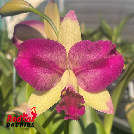 Rhyncattleanthe Topaz Suitor 'Butterfly'