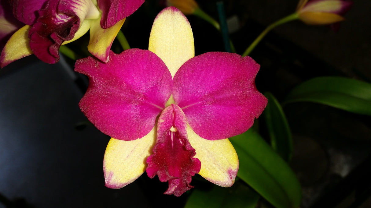 Rhyncattleanthe Topaz Suitor 'Butterfly'