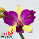 Rhyncattleanthe Topaz Suitor 'Butterfly'
