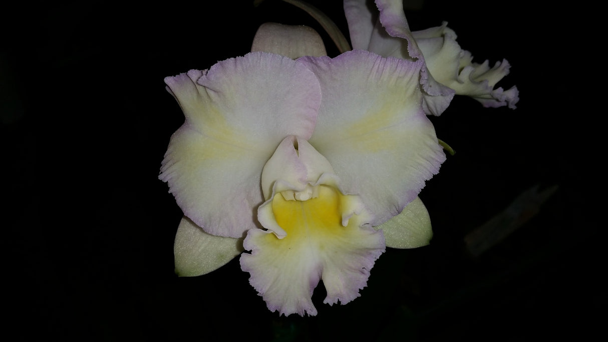 Rhyncatlaelia Mem. Ailsa Pershouse 'Topaz Pastel'